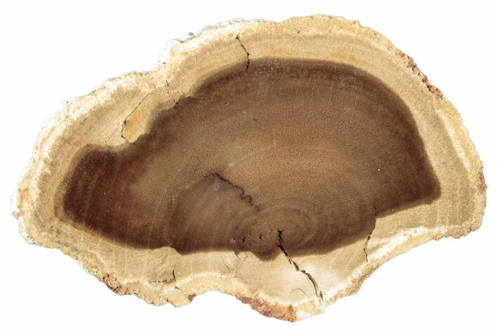 Polished Petrified Wood Slice - McDermitt, Oregon #252998